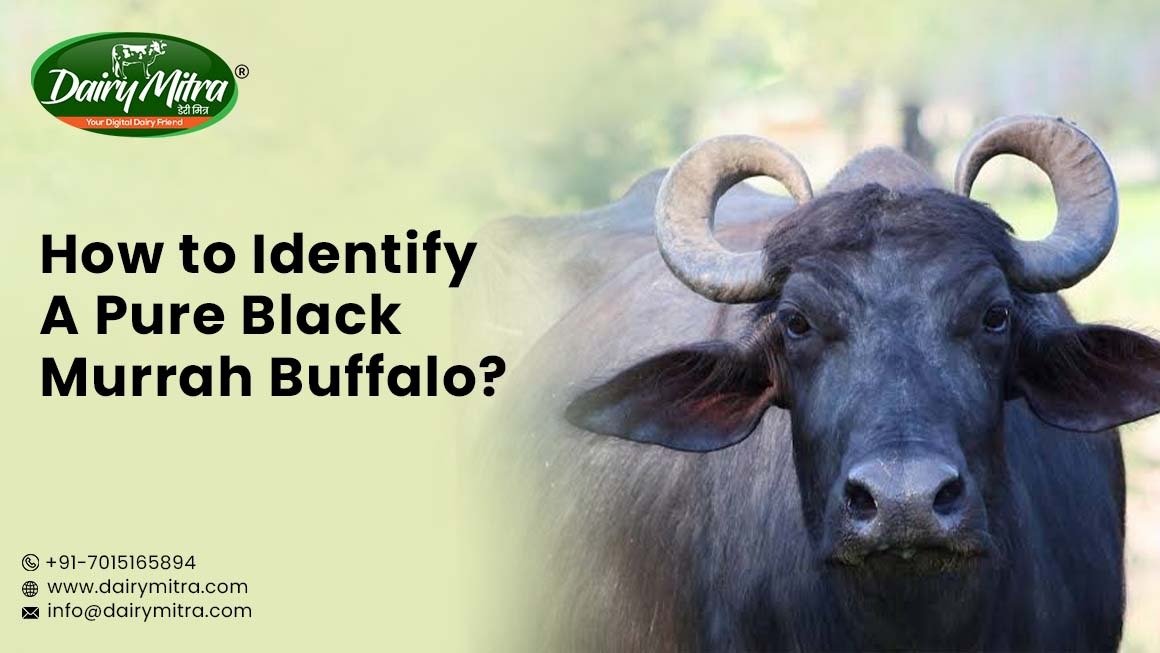 Pure Black Murrah Buffalo